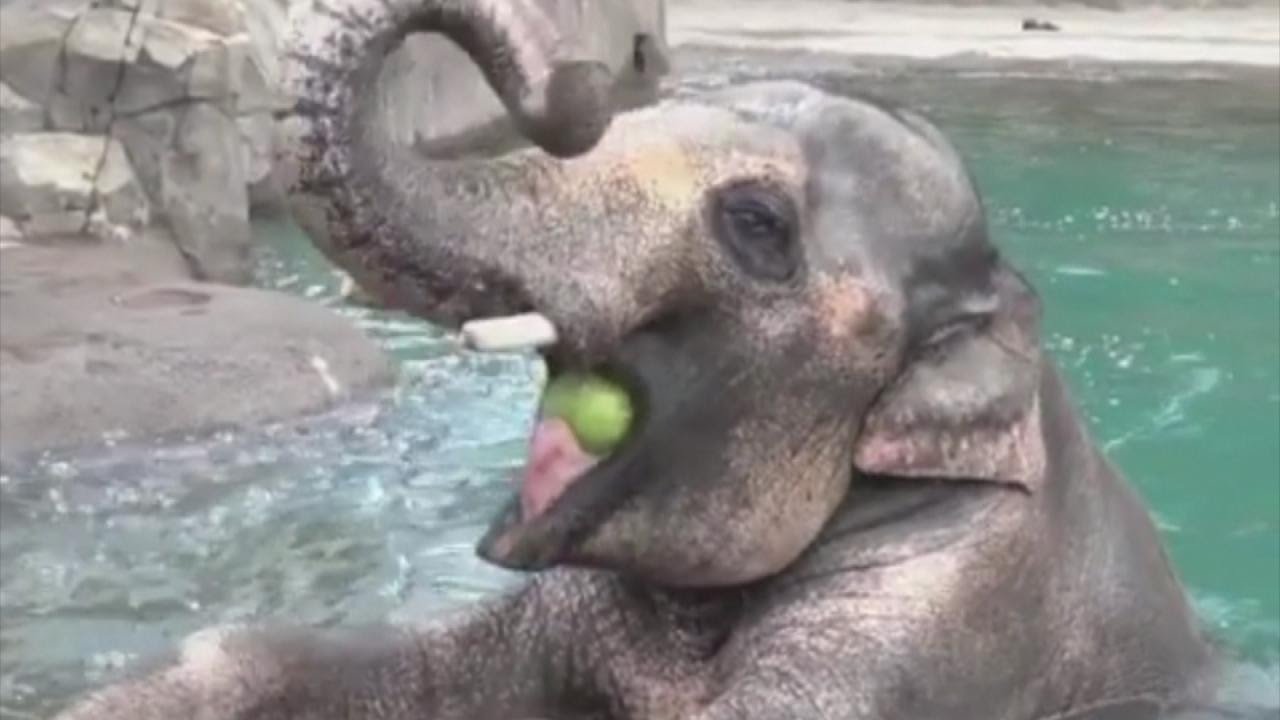 Elephant Does Handstand In Water To Keep Cool
