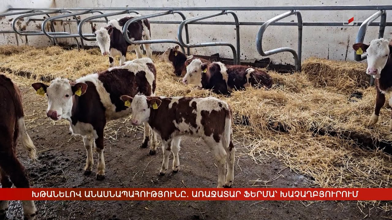 Խթանելով անասնապահությունը. Առաջատար ֆերմա՝ Խաչաղբյուրում