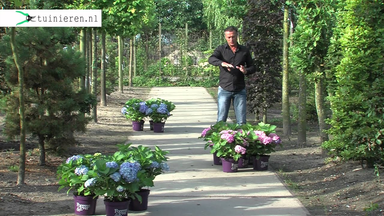 Hortensia kleuren beïnvloeden en behouden - Tuinieren.nl