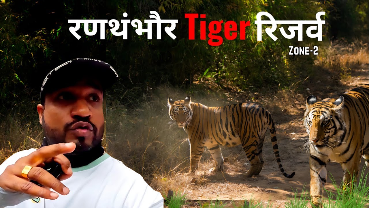 Ranthambore Wildest Safari | 4 Tigers & leopard Sighting| Ranthambore Tiger Reserve
