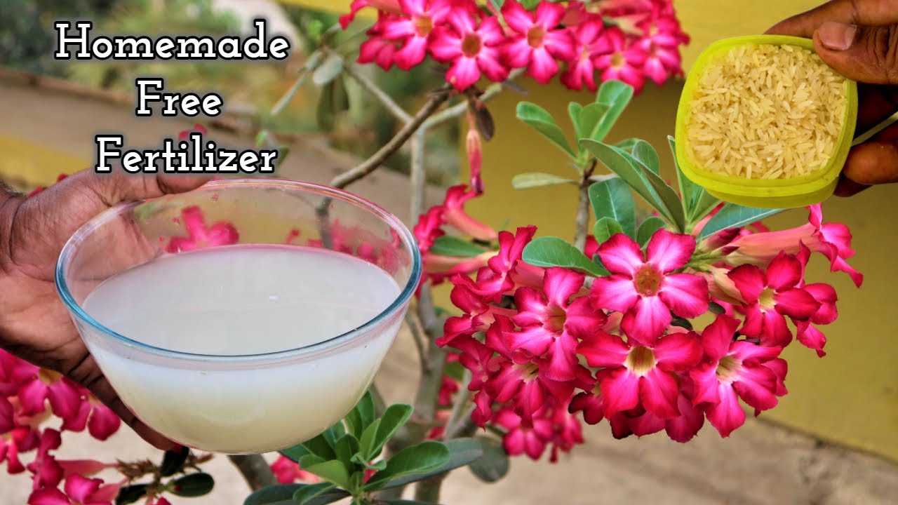 Homemade Free Fertilizer for better growth of plants || Rice Water || Instant make liquid Fertilizer