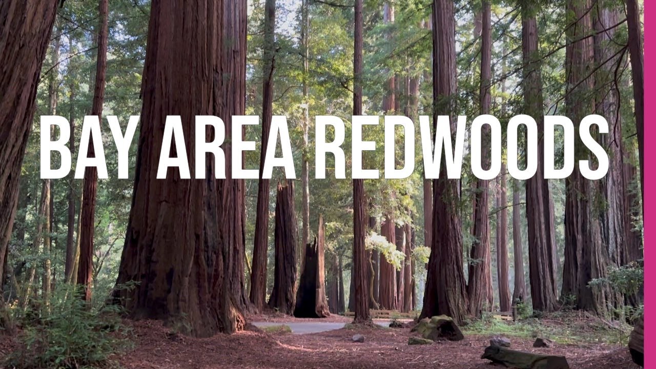 Coast side redwood forest Memorial Park in San Francisco Bay Area