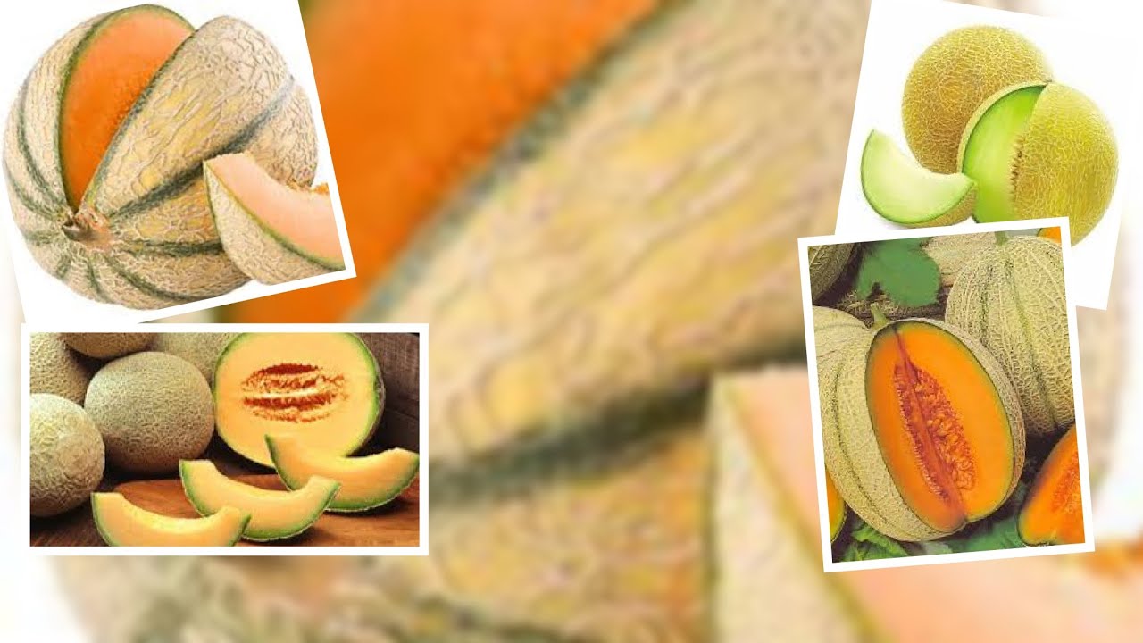 OVO SU NAJPOZNATIJE SORTE DINJA KOJE SE UZGAJAJU