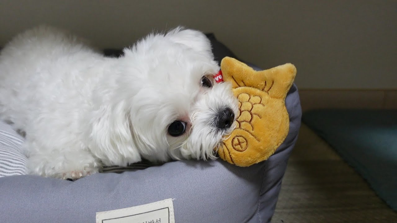 참을성 없는 2살 강아지