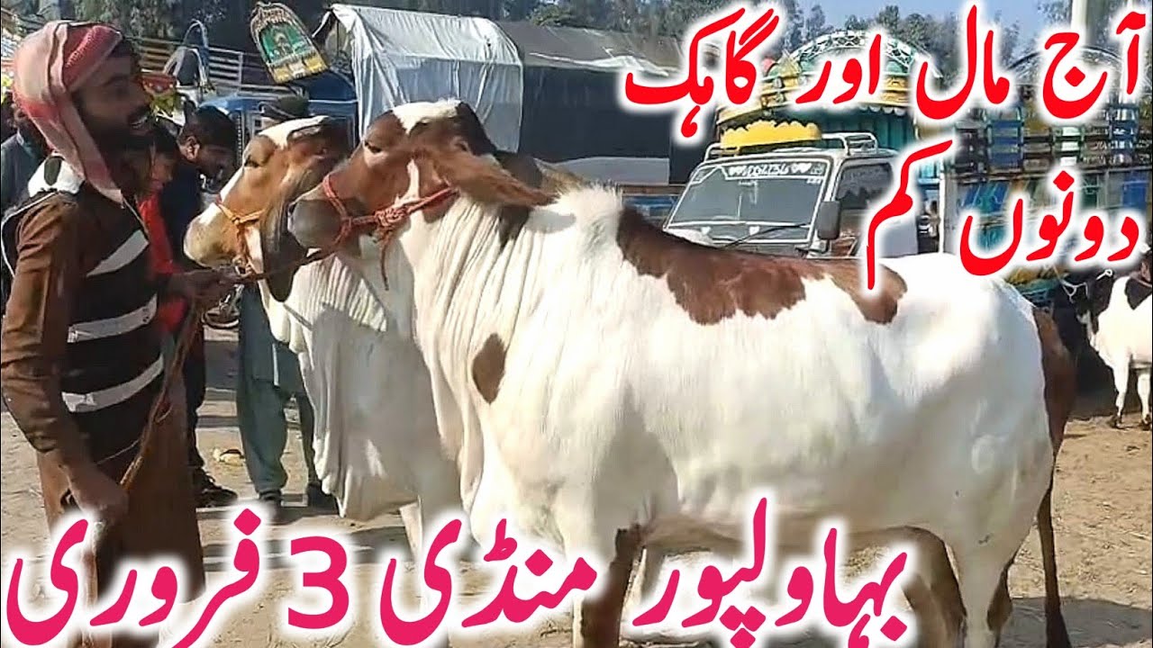 Bahawalpur Cow Mandi | Cholistani Sahiwal & Brahman Bachre Bachrian | Best Qurbani Cattle 2026