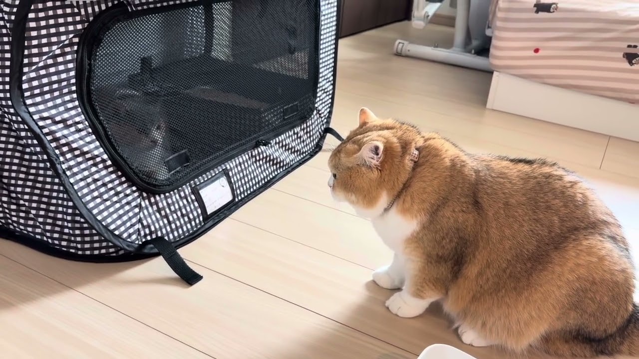 【頭の中の消しゴム】避妊手術後の子猫を思い出せない威嚇巨猫