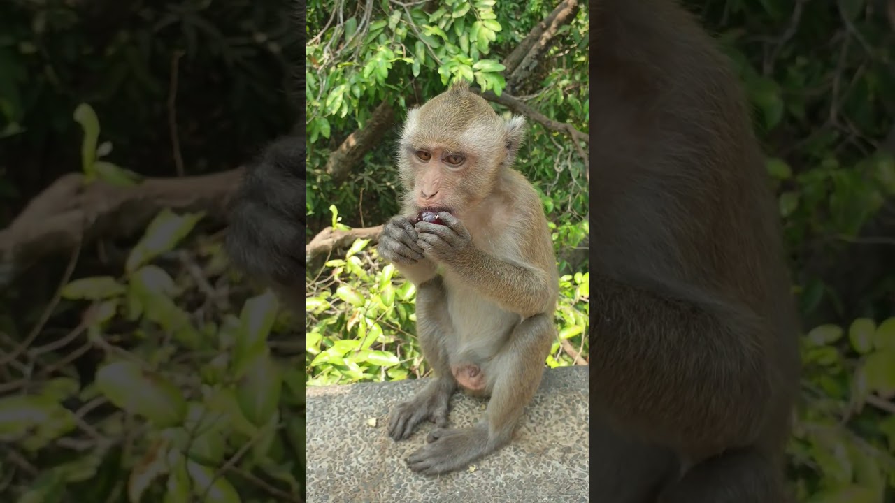 Monkey Actions | shorts 0154 |
