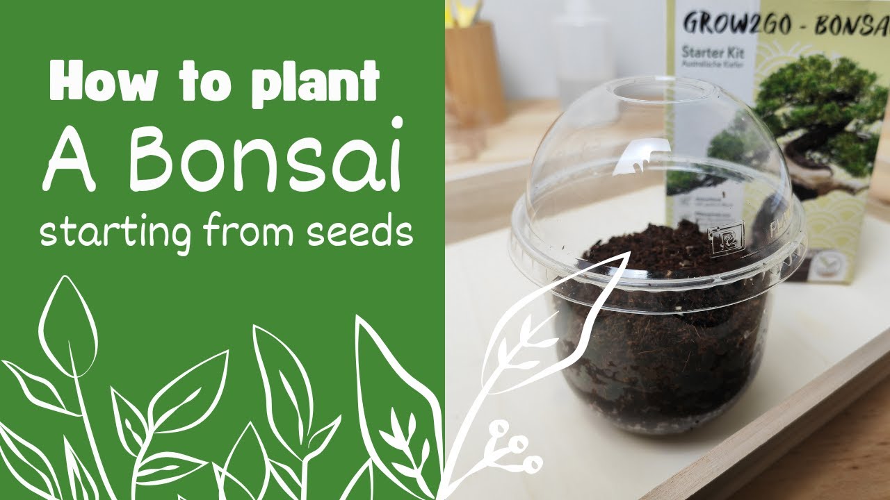 Kit Bonsai | How to plant a bonsai starting from seeds | Kit Grow2go | Luca Paglia