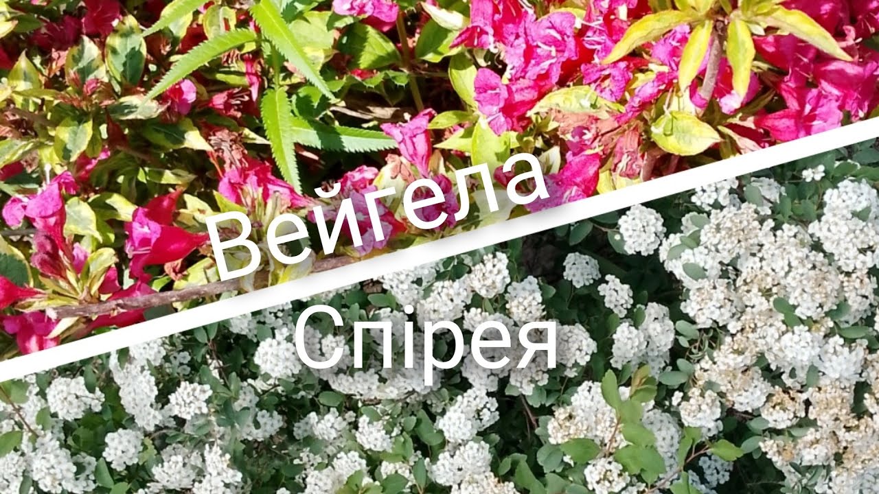 Спірея чи вейгела?🤔Плюси і мінуси.➕➖