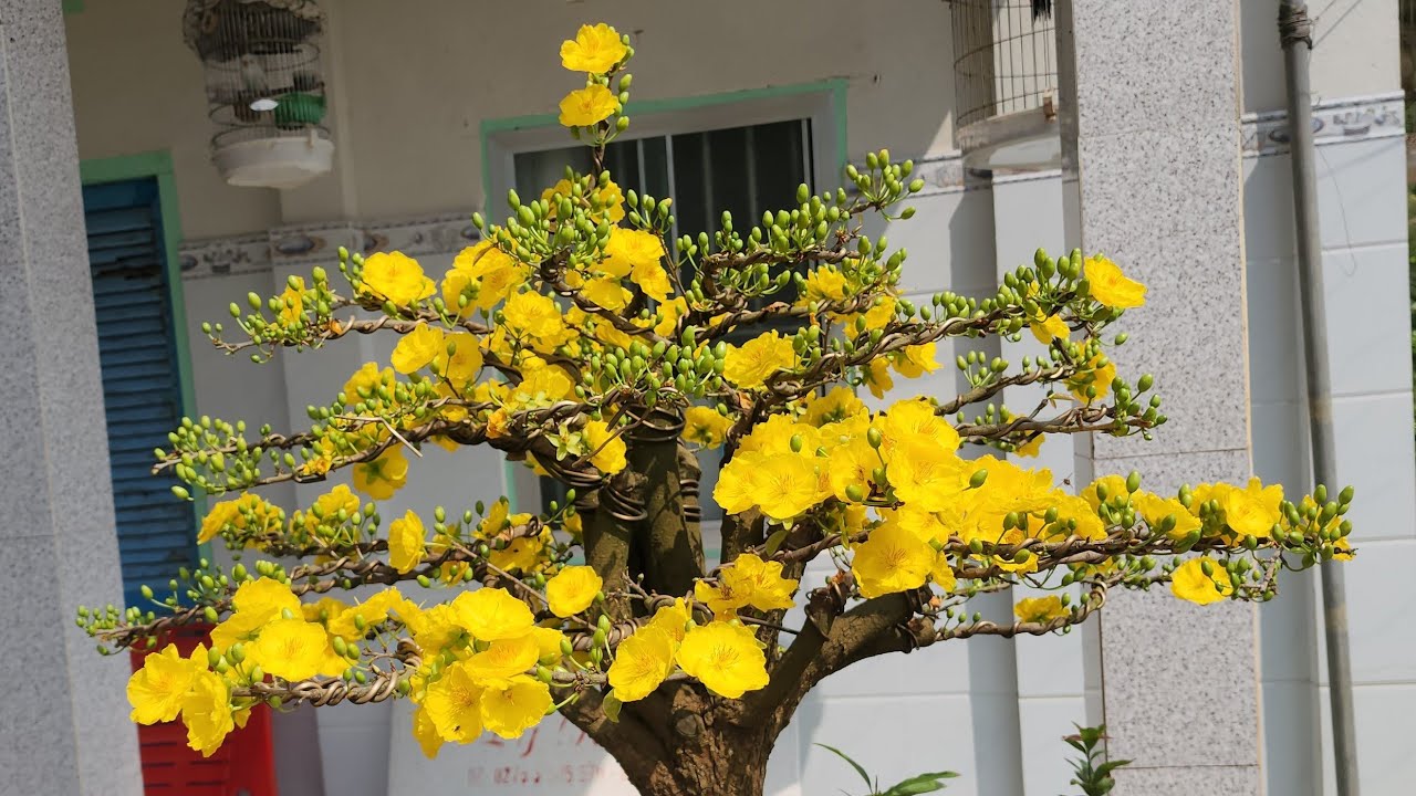 Mai Giảo Ông Thầy Nở Hoa