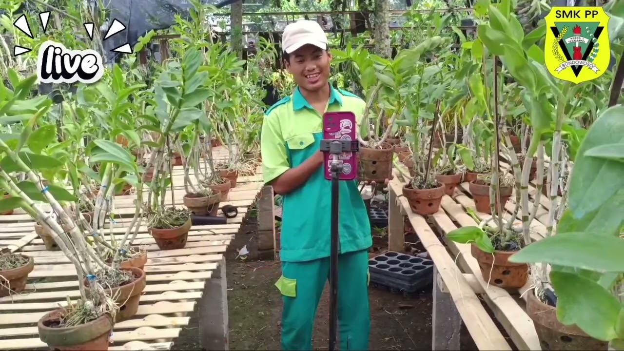KEGIATAN SELAMA PKL DI KEBUN ANGGREK BUDI VESPA NDUT