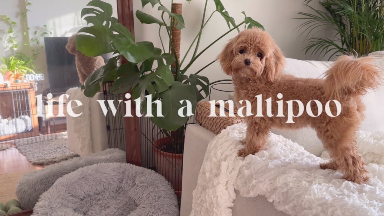 Life with a Maltipoo 🐻🐾 rest days with my puppy, new palm plant 🪴