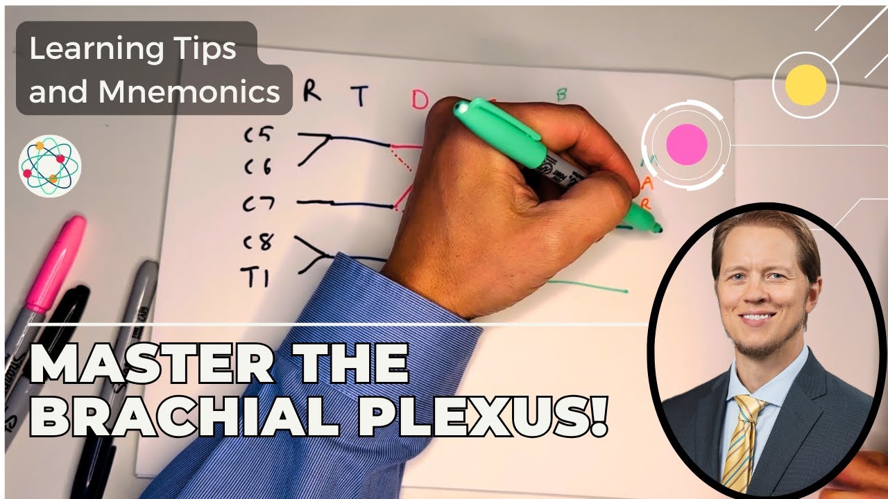 Master the Brachial Plexus: Color-Coded Drawing Tips & Mnemonics