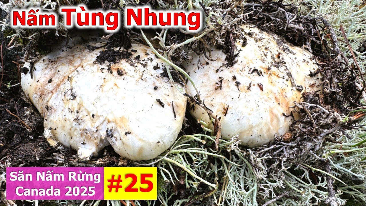 Trúng Mánh Tìm Được Đồi Thông Toàn Nấm Tùng Nhung Búp Quá Mê 🇨🇦2194》  Matsutake | Pine Mushrooms