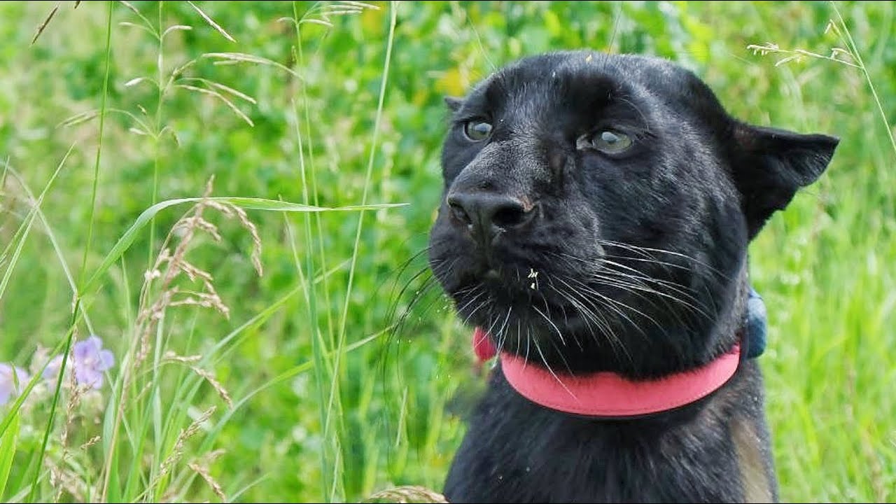 Пантеру Луну и семью разбудили незваные гости🤔