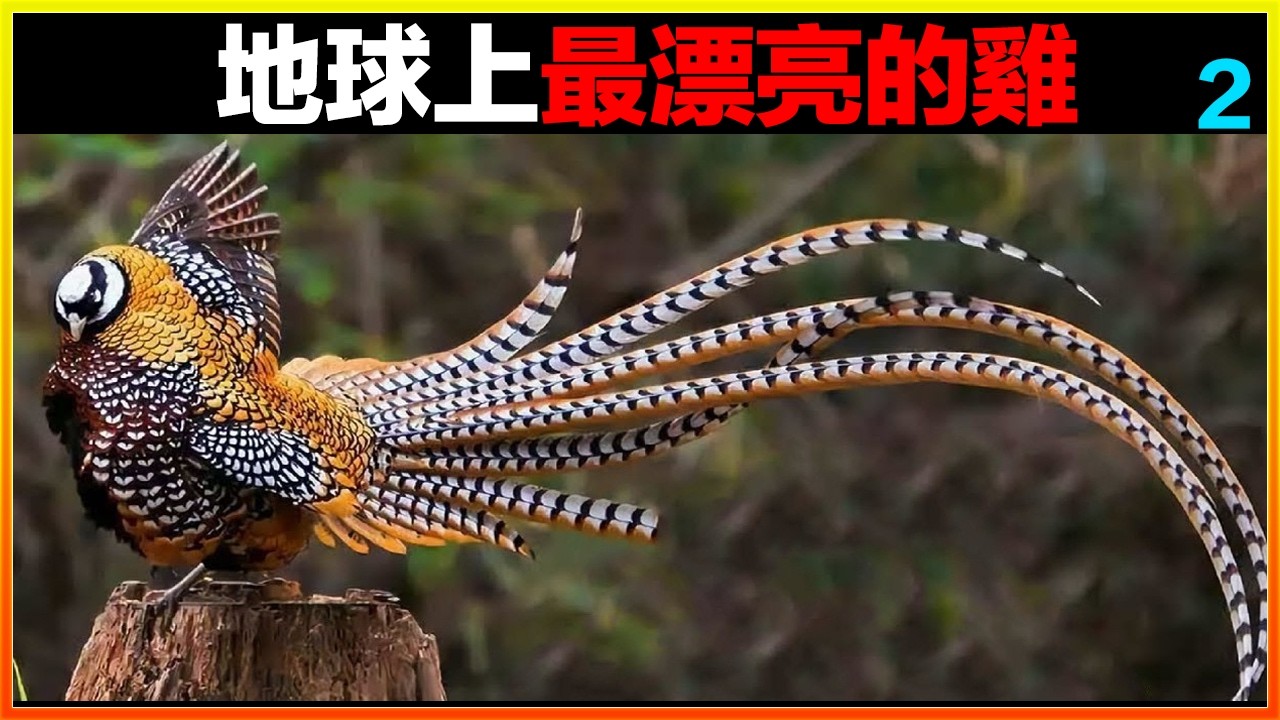 世界上最漂亮的生物，20種最漂亮的野生雞，美得不真實｜#世界之最top #世界之最 #冷知識 #腦洞大開 #top10  #地球之最 #排名