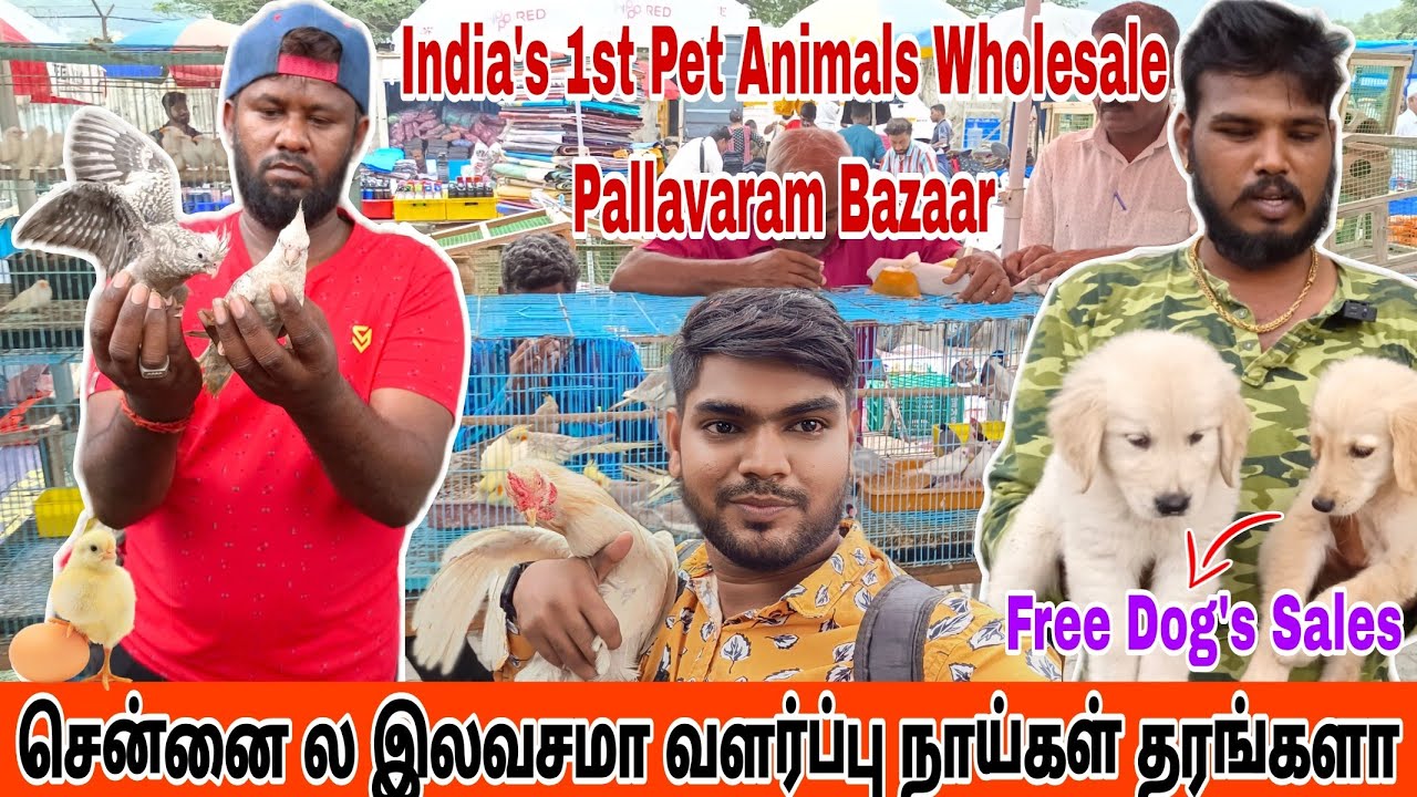 🔴Free Dogs In Chennai Friday Market 💥#pallavaramfridaymarket #chennaimarket #sundaymarket #birds