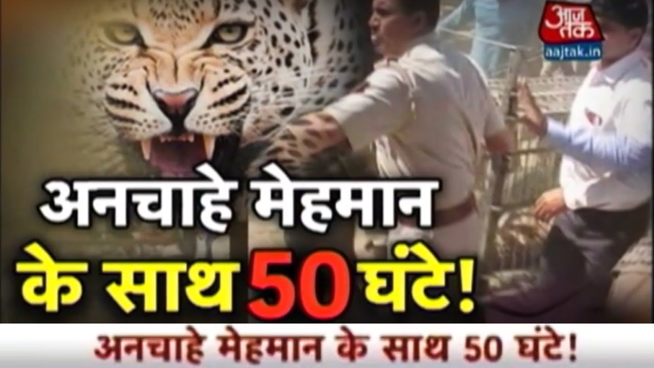 Vardaat: Leopard Enters Meerut Cantt In Uttar Pradesh