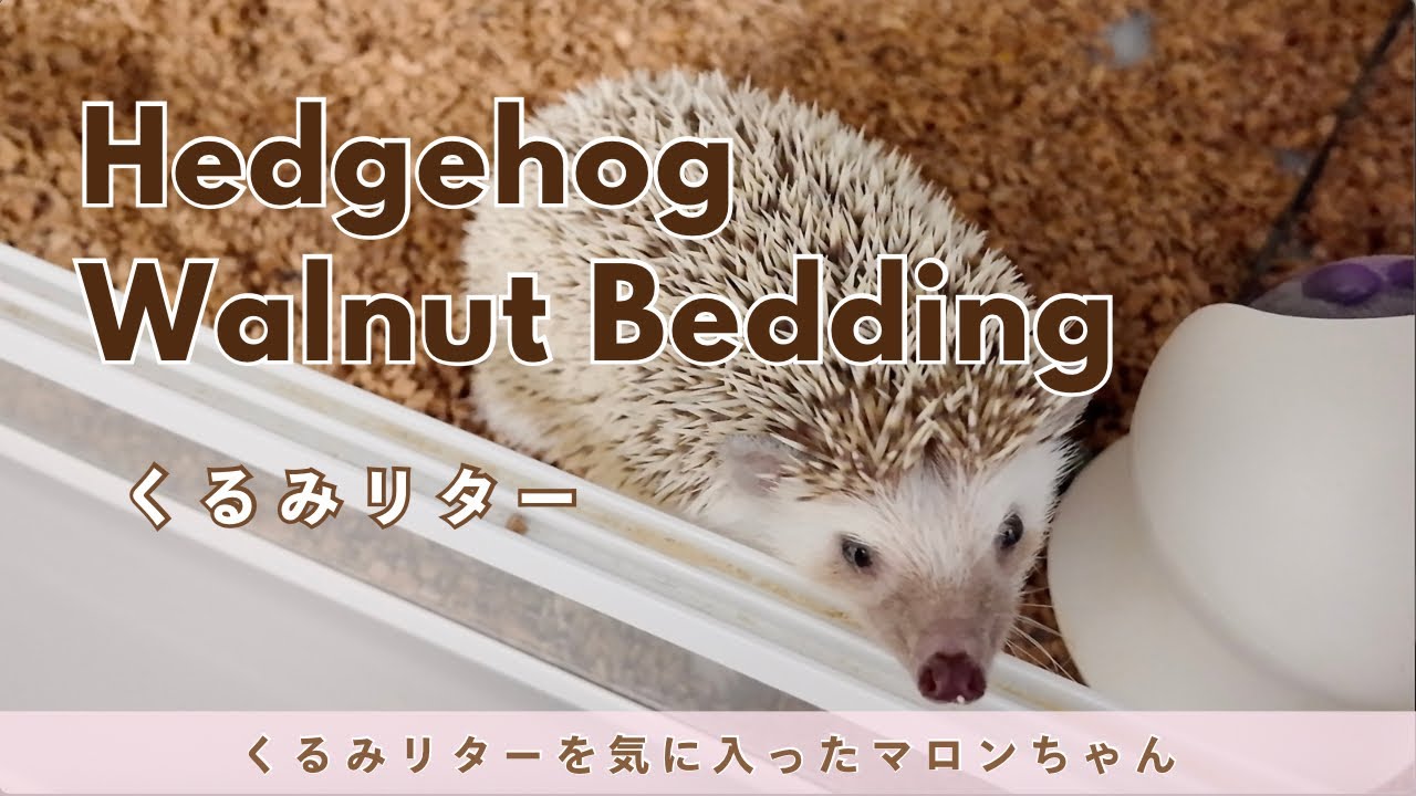 【ハリネズミ】クルミリターを気に入ったマロンちゃん
