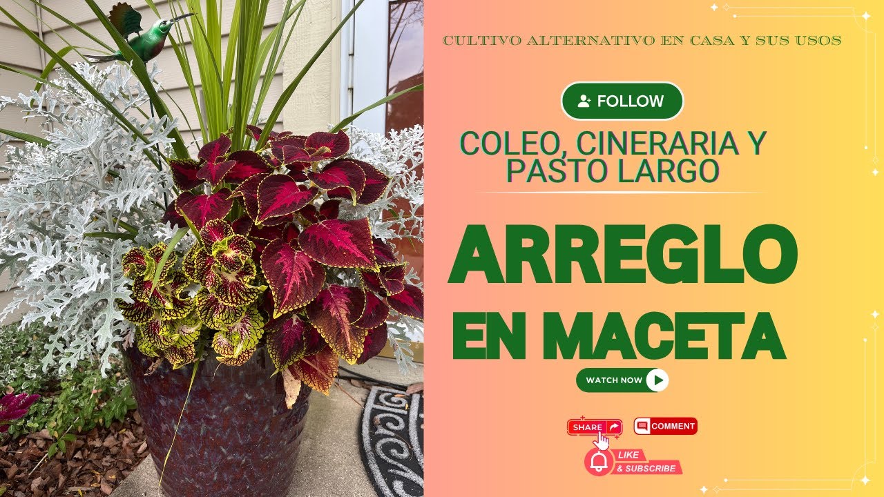 POTTED ARRANGEMENT OF COLEUS AND CINERARIA