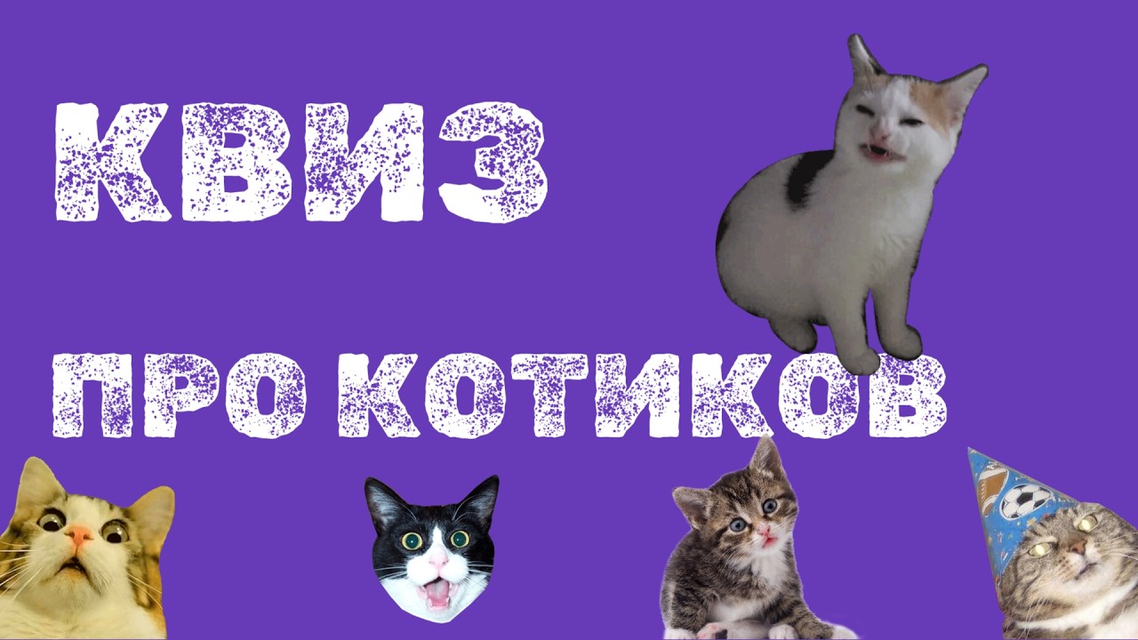 Микро-квиз. Котики. 20 Вопросов.