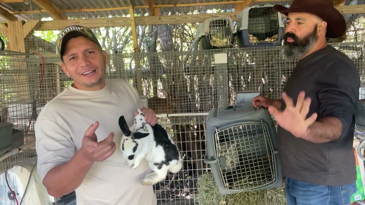 Repoblando la finca con los mejores conejos 🐰del mundo 🌍