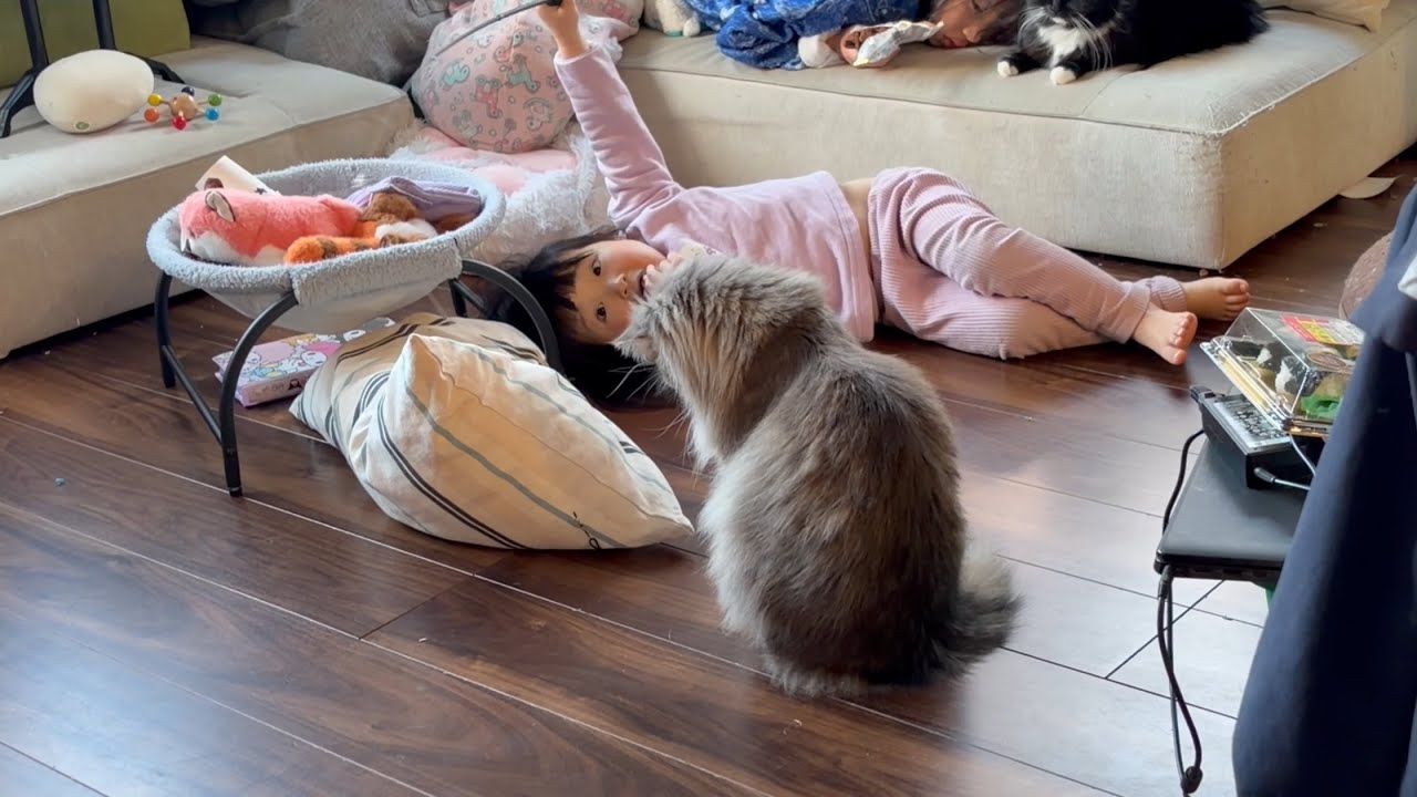 幼児から適当に遊ばれても全力な猫　サイベリアン