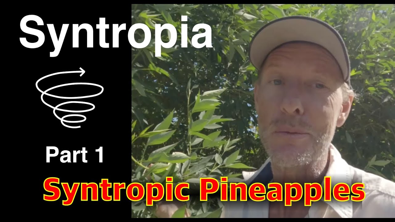 How to Grow and Manage Pineapple in a Syntropic System