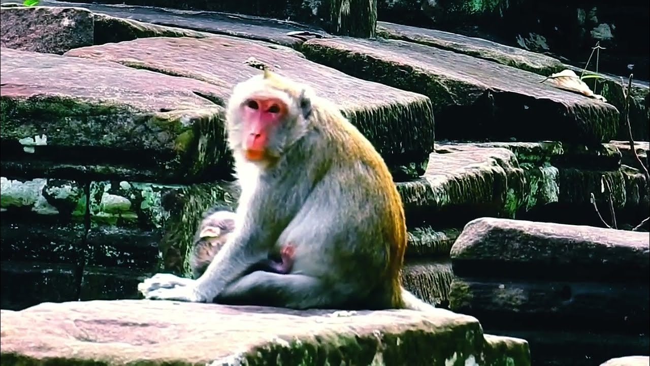 After giving birth, Jane the Monkey was so tired that she could walk as long as before.