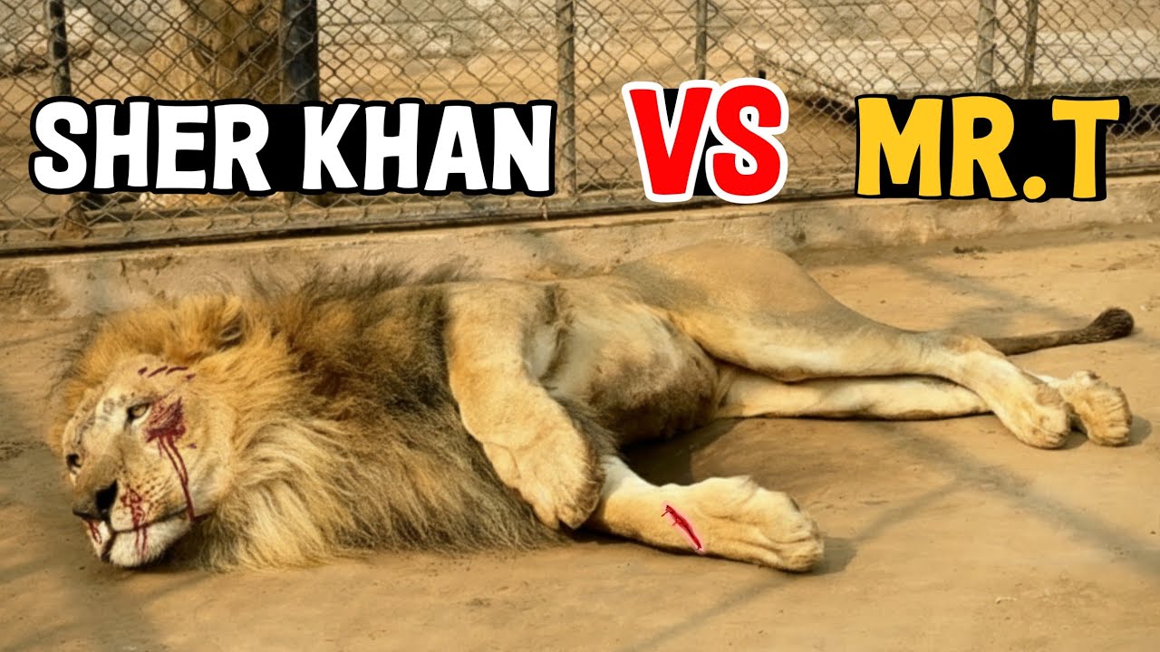 Aaj Farm Par Qahar! Sher Khan Aur Mr. T Ki Ladai Ne Sab Ko Hila Diya 😱🔥