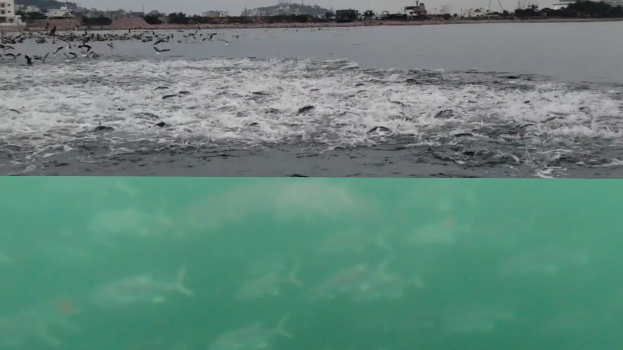 CARDUMEN AMBRIENTO DE JURELES / PESCA DE JUREL