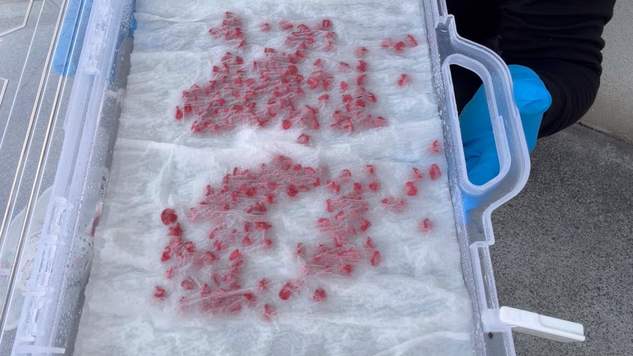 【トウモロコシ栽培】極上の近道は低温発芽で実現する