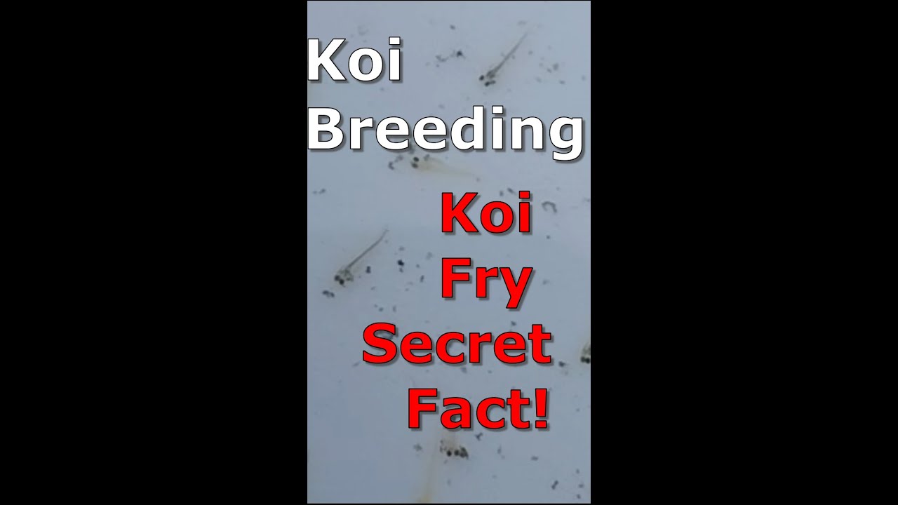 MIND BLOWING Fact About Newborn Koi Fish That Nobody Knows!