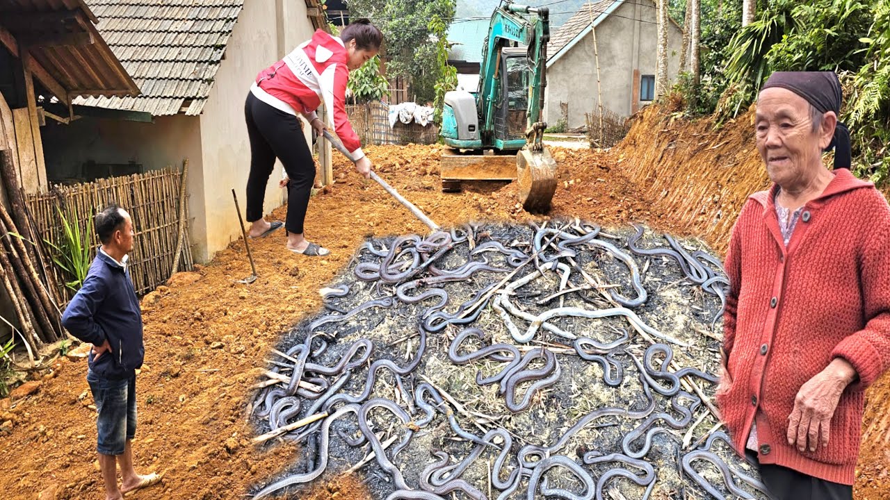 Full video bulldozer and dump truck leveled,The excavator excavated 1000 snakes in the ground.