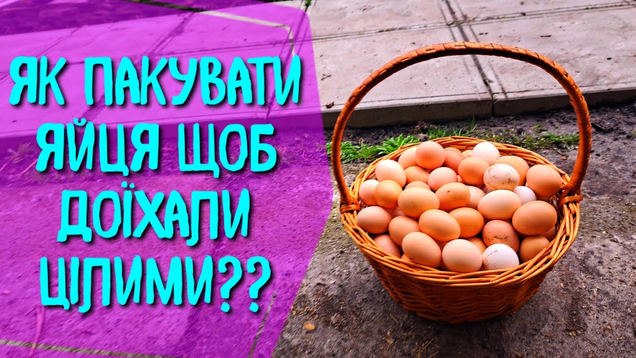 БЕЗПЕЧНА ПЕРЕСИЛКА ЯЄЦЬ НА ІНКУБАЦІЮ. ПАКУВАННЯ ЯЄЦЬ ЩОБ  БЕЗ ВТРАТ В ДОРОЗІ. ЯК Я ВІДПРАВЛЯЮ ЯЙЦЯ?