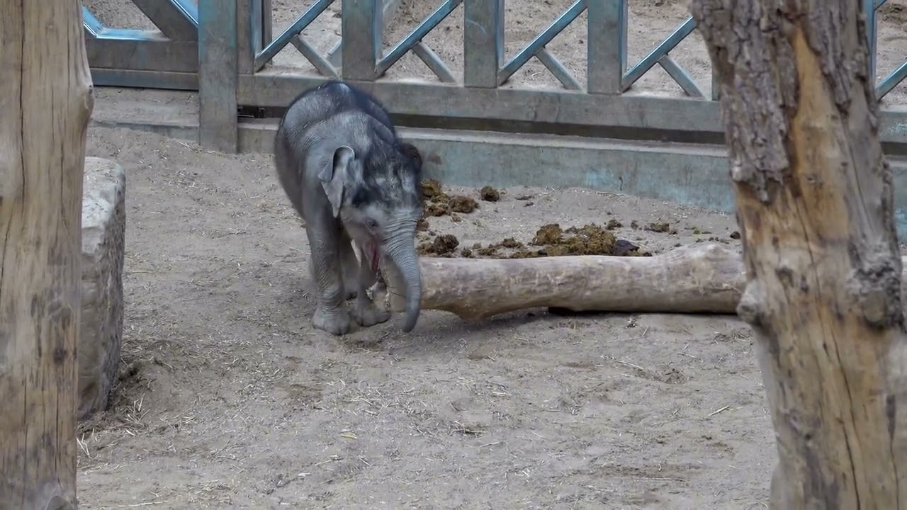 Adorable Baby Elephant Zaiya At Blackpool Zoo