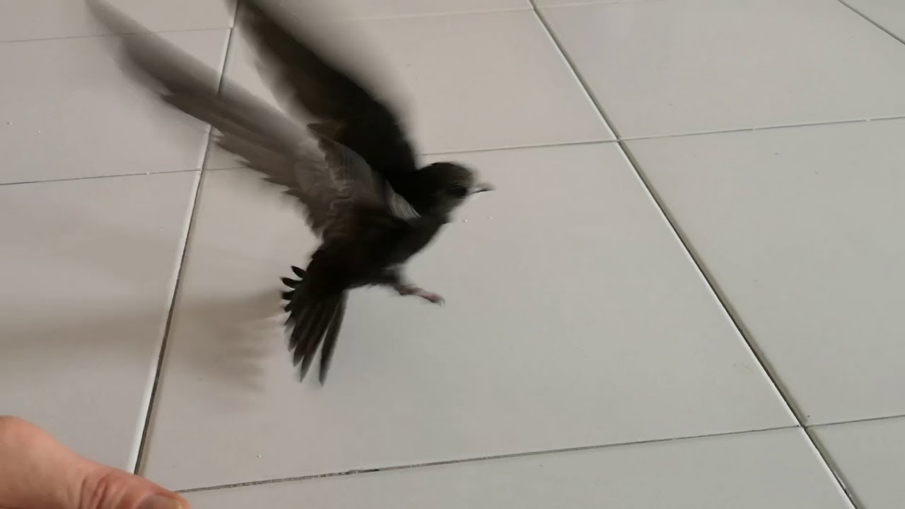 rondone prove volo