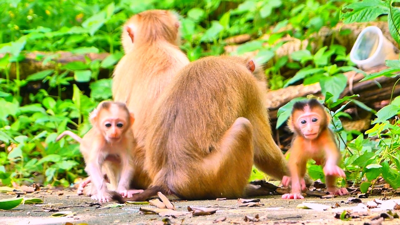 Incredible Bond Between Mother Monkey and Her Newborn Baby