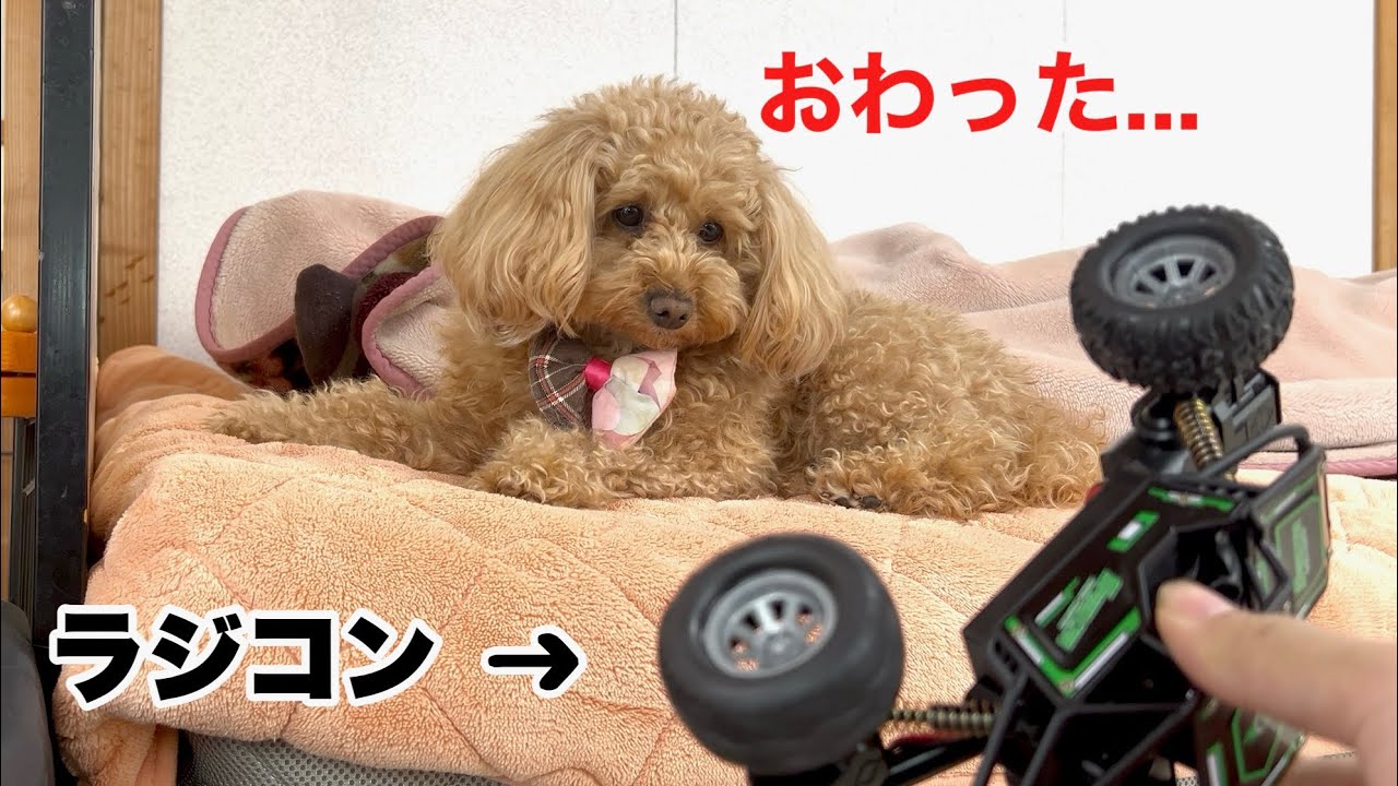 初めてのラジコン登場で終わってしまったトイプードル...