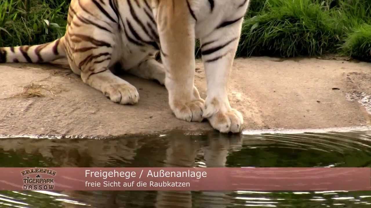 Tigerpark Dassow