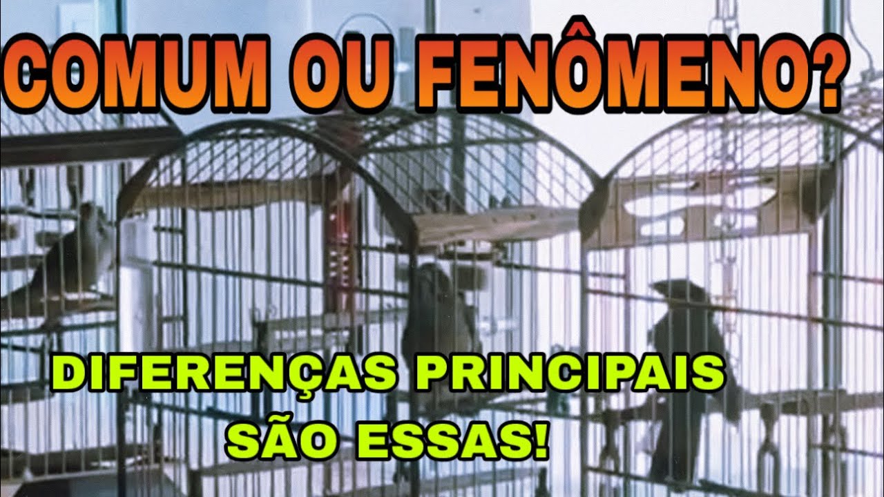 QUAL A DIFERENÇA ENTRE UM TRINCA FERRO COMUM E UM TRINCA FERRO FENÔMENO? 