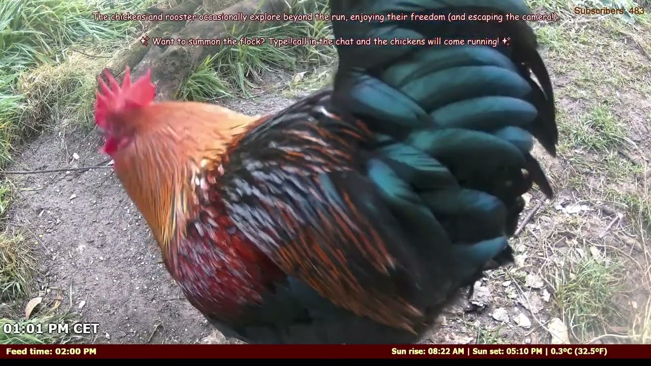 LIVE: Smart Chicken Feeder – Control with Chat! �💬