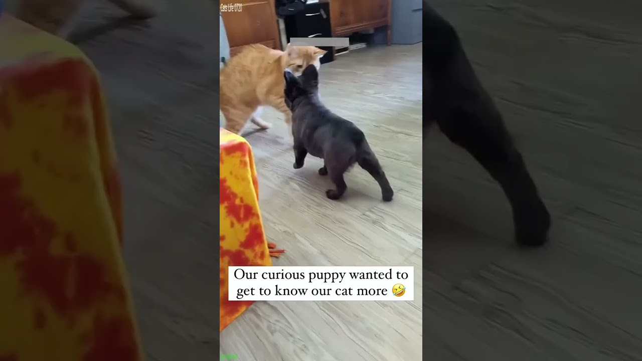 Funny Cats 2024 🐱 funny cats talking 🐕 # Ep 4348