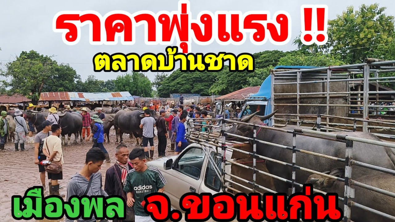 1 ก.ย.68 ตลาดบ้านชาด เมืองพล ขอนแก่น ของเริ่มหายาก ,sาคาพุ่งสูงต่อเนื่อง เวียดกวาดเรียบ