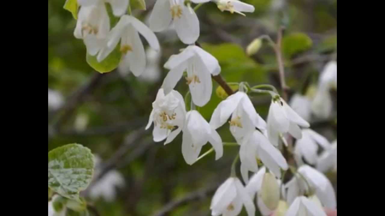 Halesia diptera 'Magniflora'  (Snowdrop tree)