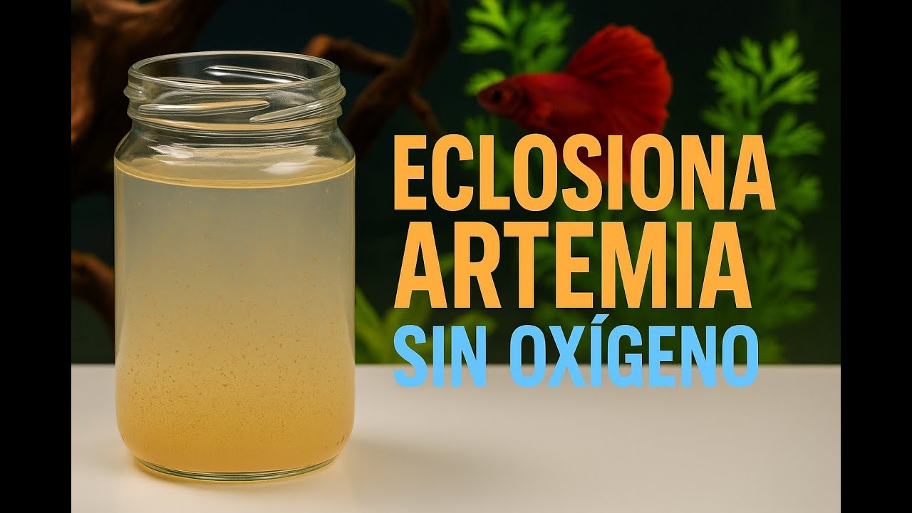 C&oacute;mo Eclosionar Artemia SIN Ox&iacute;geno | M&eacute;todo F&aacute;cil y Efectivo