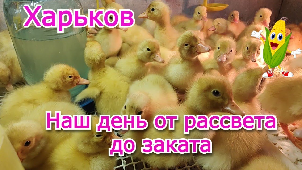 Наш рабочий день цыплята, утята, сборка инкубаторов и советы для вас!
