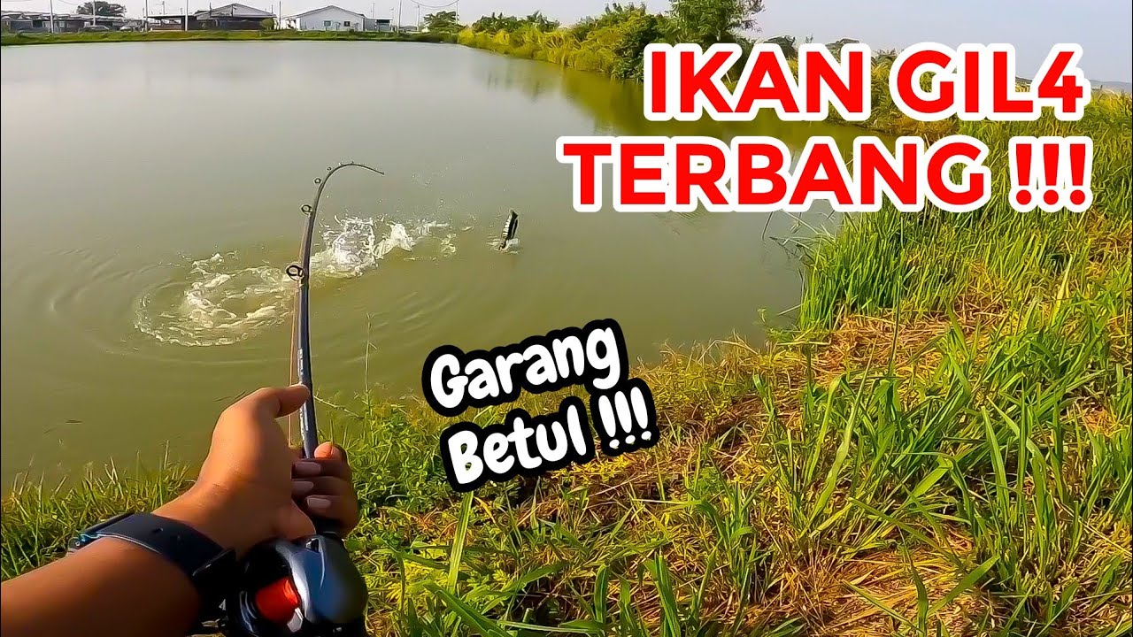 Toman Ni KAKI TERBANG‼️Cair Habis Drag, Mencicit Dia Henjut‼️