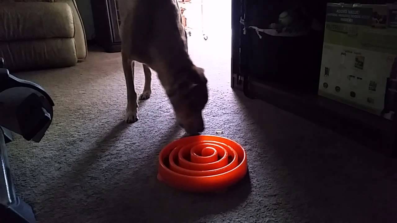 Dog food slow bowl fail