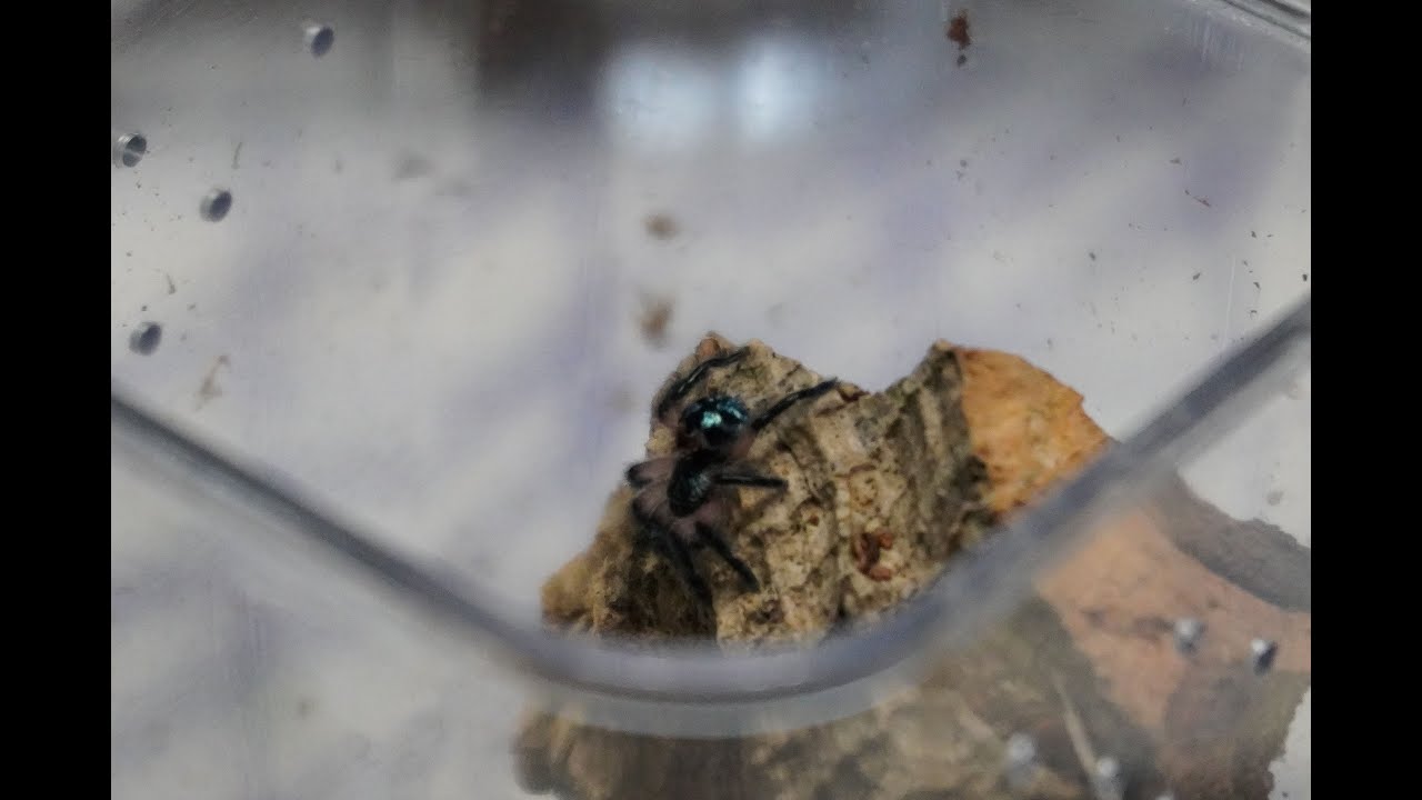 Fear Not Tarantulas Unboxing & Unpacking / Rehousing! Big order containing special tarantulas!